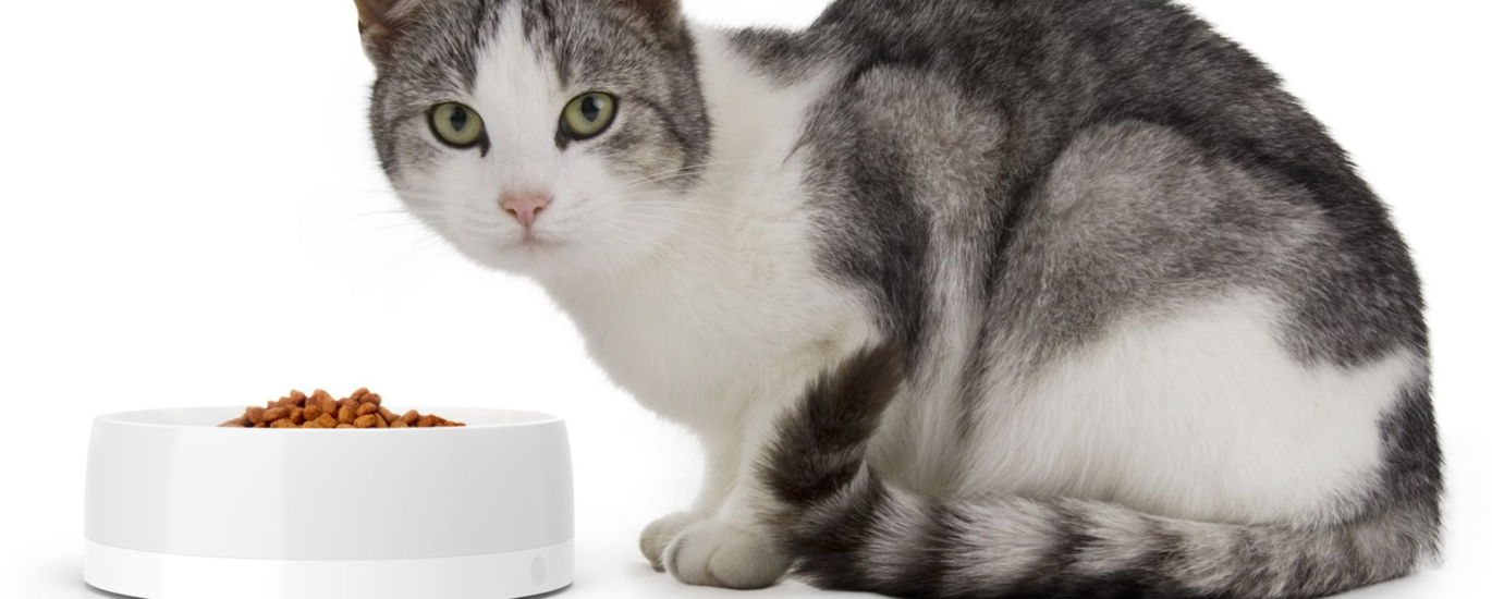 Senior Cat Food Market Overview, Data Updates, Reports Analysis