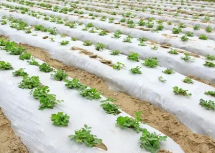 Biodegradable Films Market