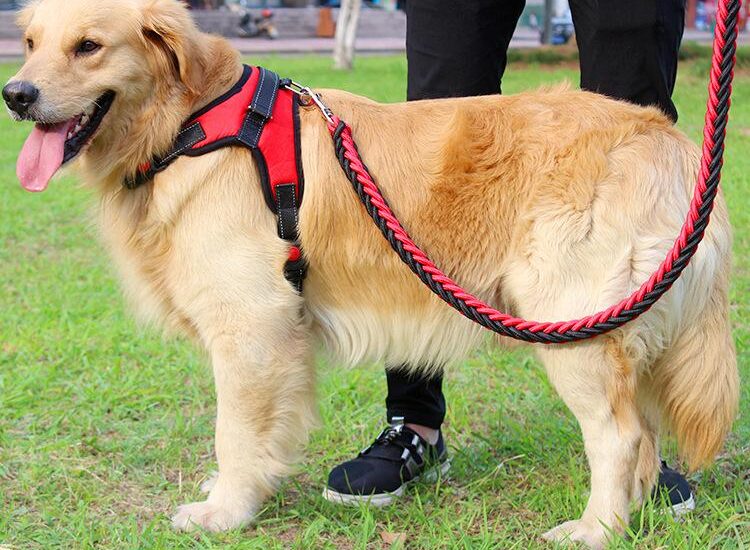 Dog Collars, Leashes & Harnesses Market