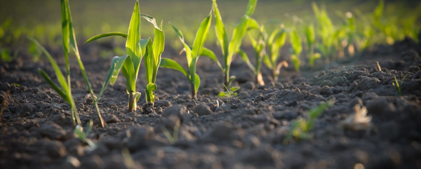 Middle East and Africa Bio-Stimulants Market