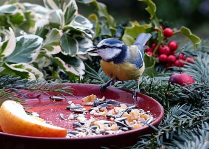 US Bird Food Market