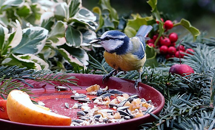 US Bird Food Market