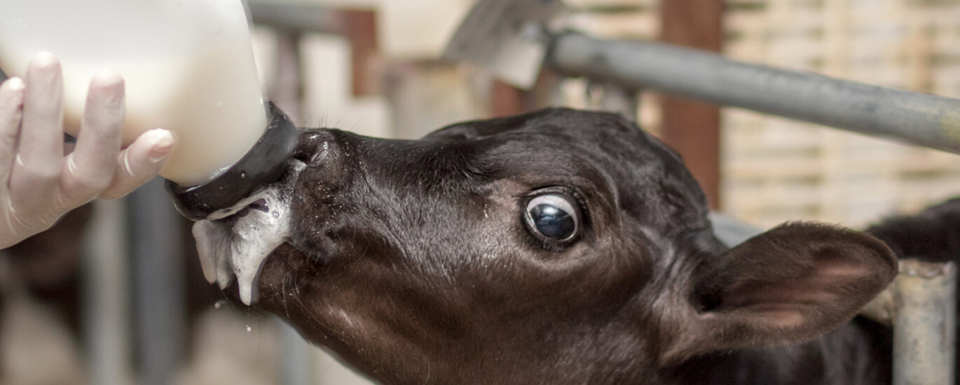 Growing Demand for Calf Milk Replacers to Drive Market Growth