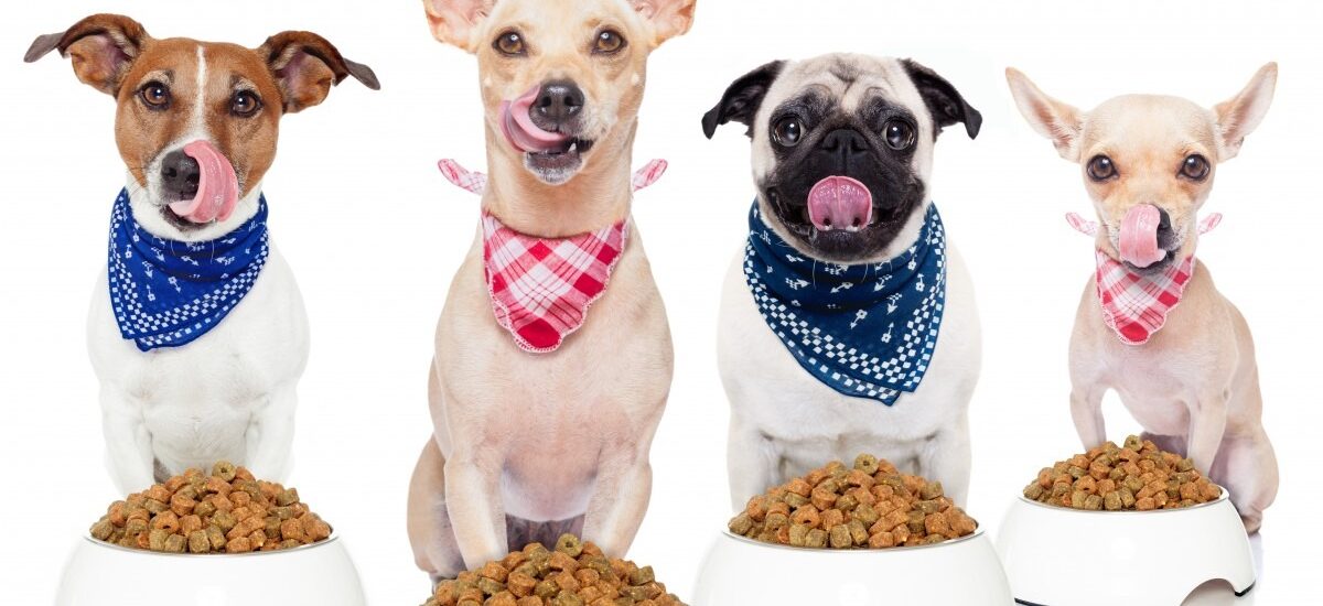 Premium Pet Cuisine Insights into the Future Pet Food Ingredients