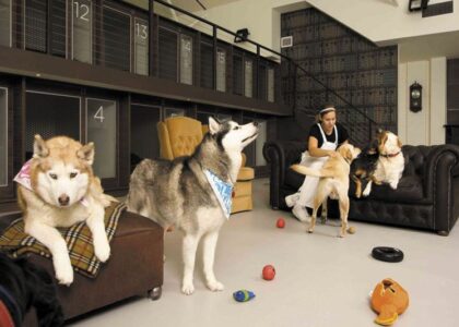 Pet Hotels Market