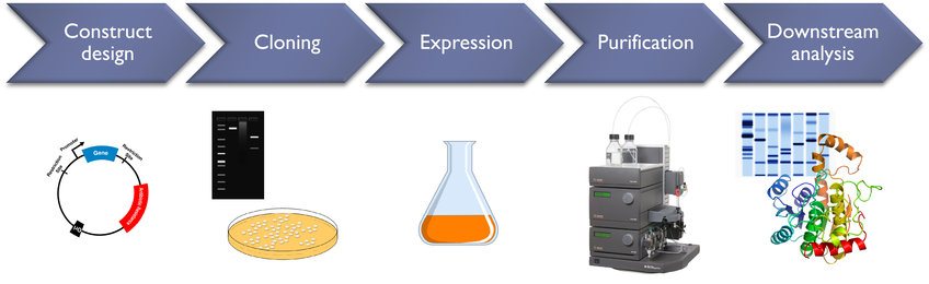 Protein Expression Technology