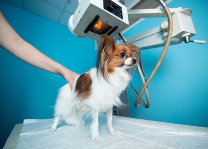 Veterinary Lasers Market
