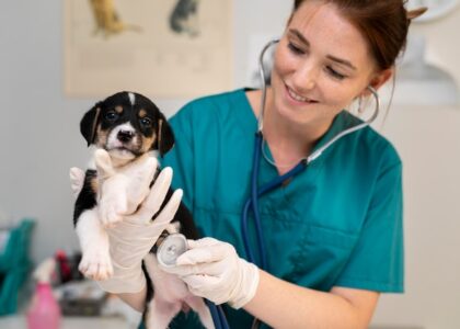 Veterinary Rehabilitation Services Market