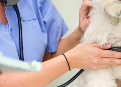 Animal Parasiticide Market