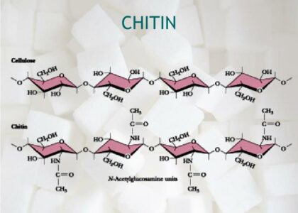 Chitin