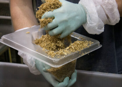 Mushroom Materials Market