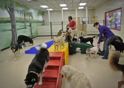 Pet Daycare Market