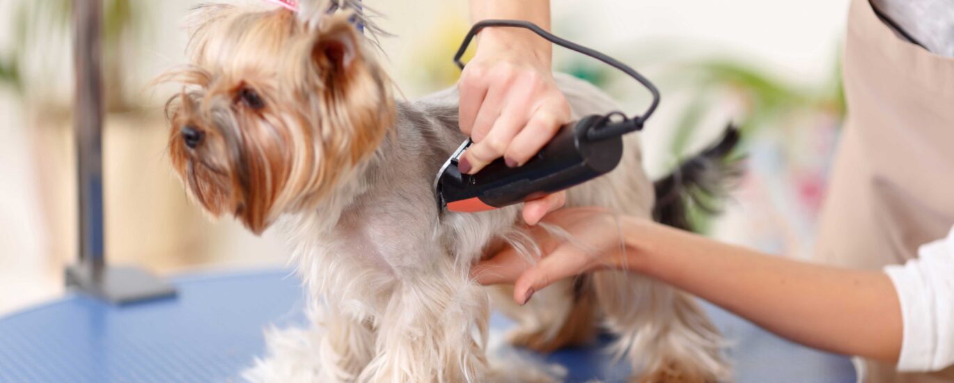 Unleashing Opportunities Forecasting a 5.7 CAGR for UK Pet Grooming