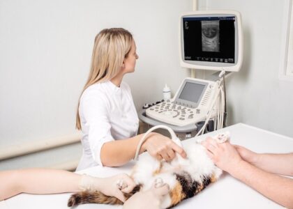 Veterinary Lasers Market