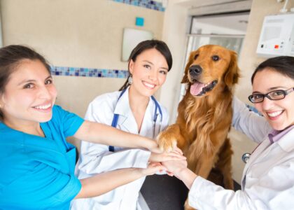Veterinary Services Market