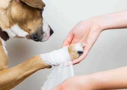 Veterinary Wound Cleansers Market