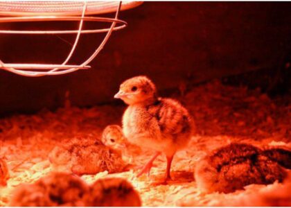 Poultry Brooder Market