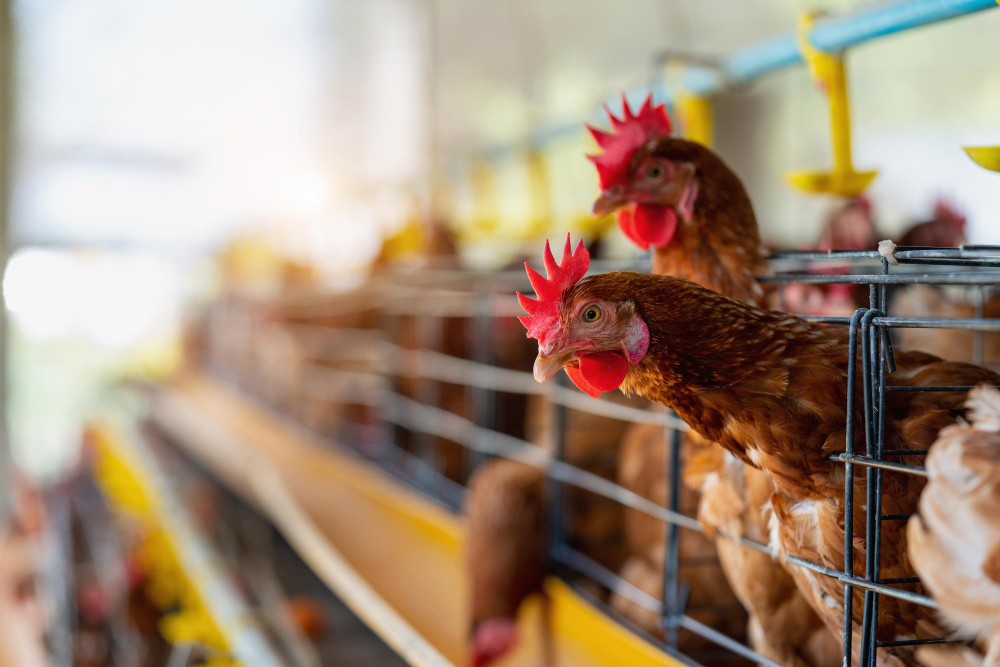 Global Poultry Processing Equipment Market Set to Surge, Fueled by Rising Poultry Consumption