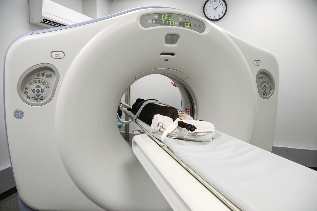 Veterinary Computed Tomography Scanner Market