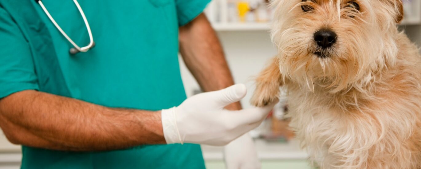 Veterinary Point Of Care Diagnostics Market