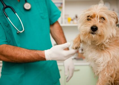 Veterinary Point Of Care Diagnostics Market
