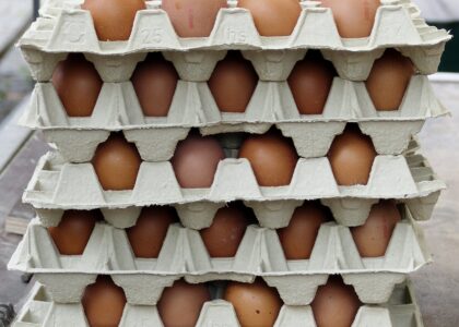Egg Carton Market