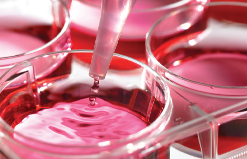 Cell Culture Market