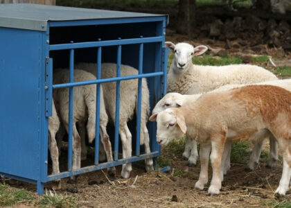 Goat Creep Feeder Market