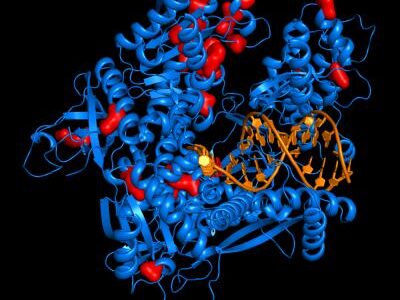 DNA Polymerase Industry