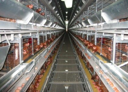 Poultry Keeping Machinery Market
