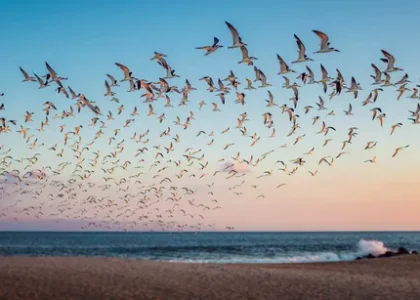 Migratory Birds Tourism