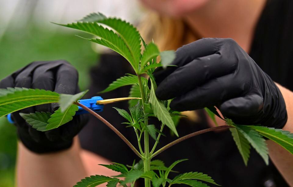 North America, Europe, And Asia Pacific Legal Cannabis Industry