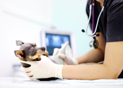 Veterinary Molecular Diagnostics Market