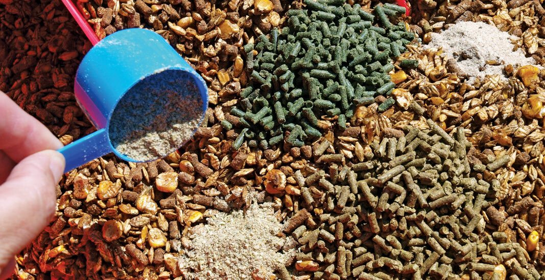Animal Feed Ingredients Market