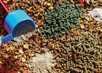 Animal Feed Ingredients Market