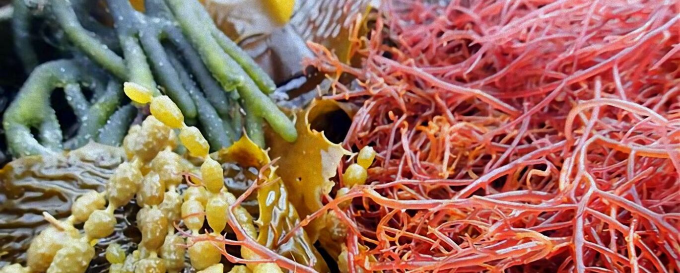 Commercial Seaweed Market Commercial Seaweed Market