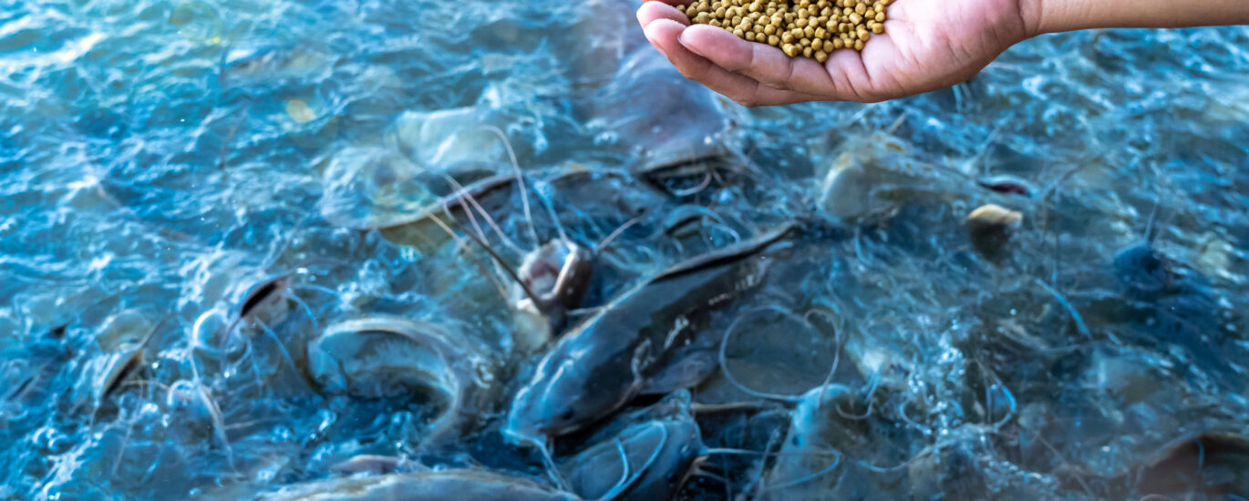 Fish Feed Ingredients Market