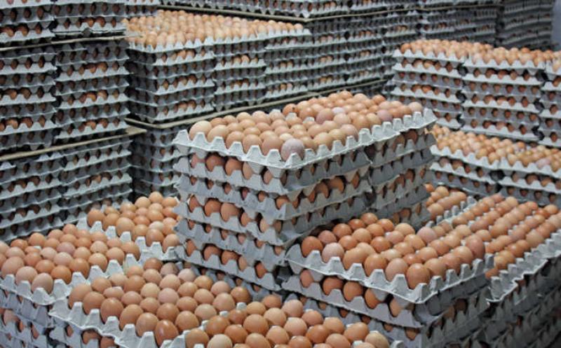 Frozen Egg Market
