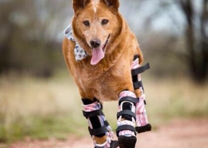 Global Veterinary Orthotics-Prosthetics Industry