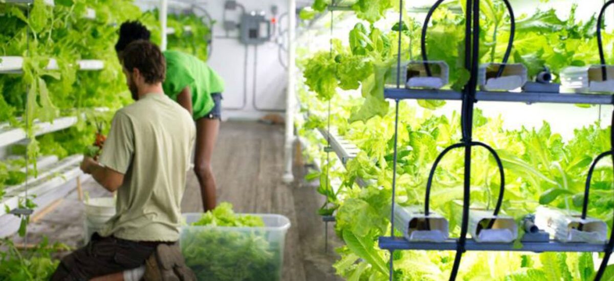 Hydroponics Market