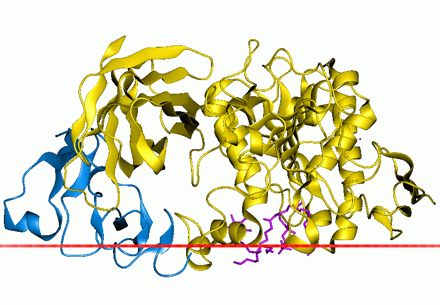 Lipase Market Lipase Market