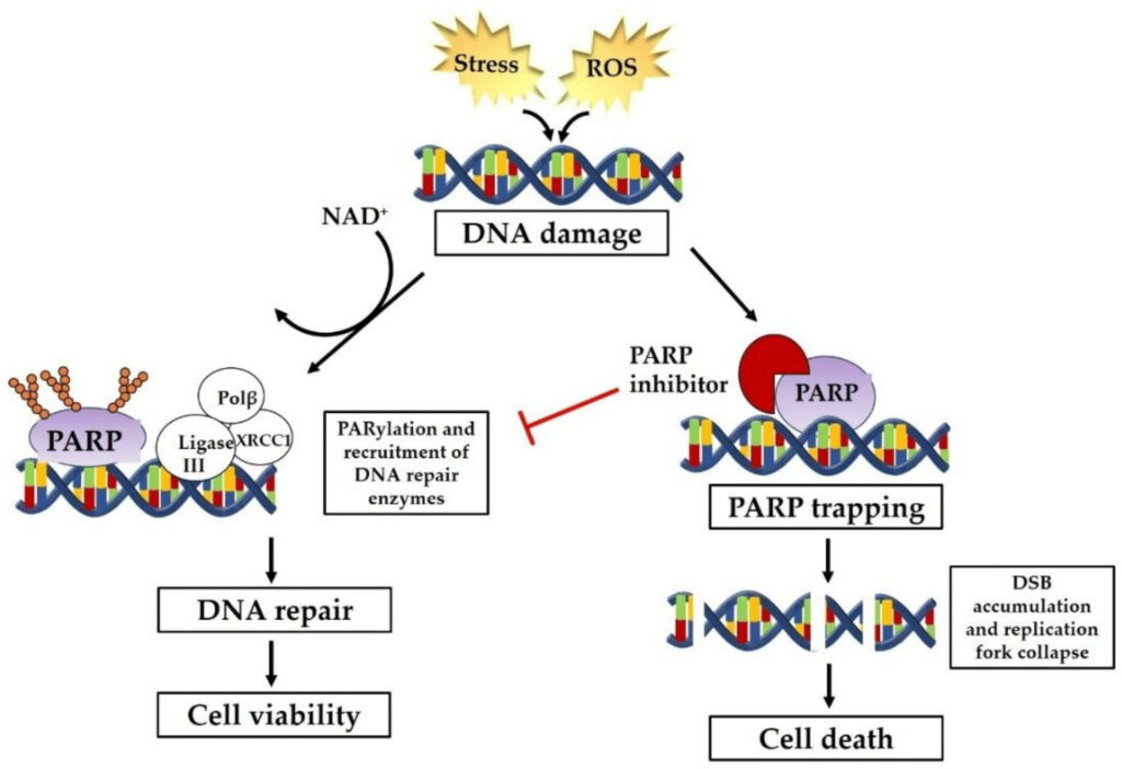 PARP Inhibitors Industry