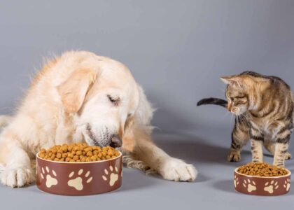 Postbiotic Pet Food Market