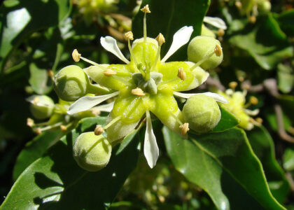 Quillaia Extract Market