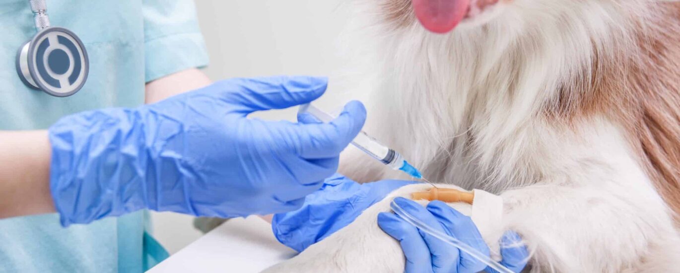 Veterinary Vaccine Industry Analysis in Middle East