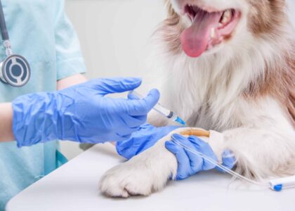 Veterinary Vaccine Industry Analysis in Middle East