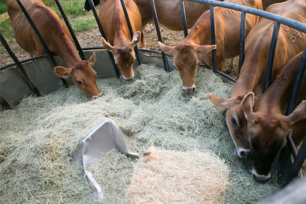 Cattle Feeder Market