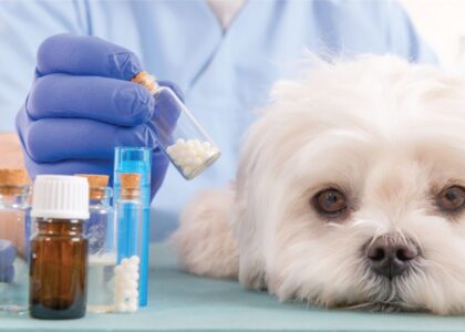 Global Animal Healthcare Industry