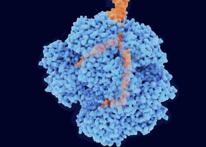 Global Exonucleases Industry