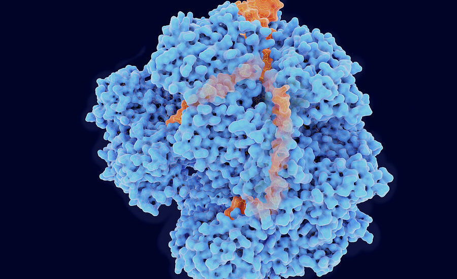 Global Exonucleases Industry